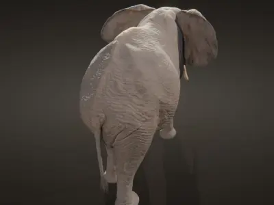 African elephant  Low-poly 3D model
