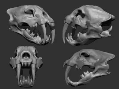 SaberTooth Skull Low-poly 3D model