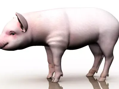 cute pig 3d model 3D model