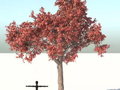 Acer Tree 3D model