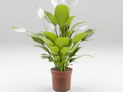 Collection-6 of House Plant 3D Models - 6 Models