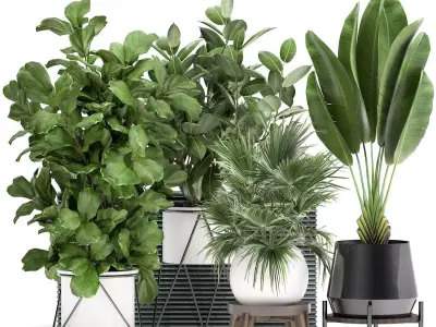 Houseplants in a flowerpot for the interior 935 3D model