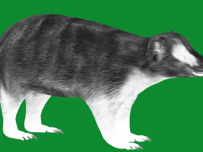 Japanese Badger Low-poly 3D model