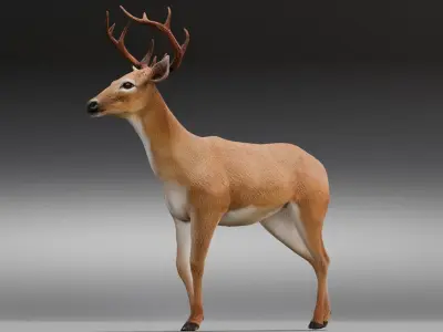 Animated Deer 3D Model  Low-poly 3D model