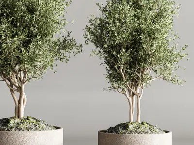 indoor plant collection 61 3D model