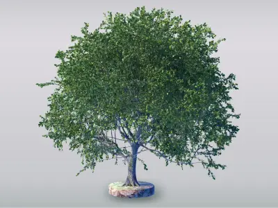 Tree - 4 Free low-poly 3D model