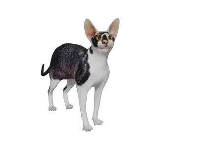 Cornish Rex Cat Low-poly 3D model