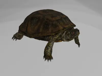European pond turtle Low-poly 3D model