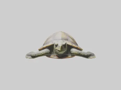 Lying Turtle Model 1 Low-poly 3D model