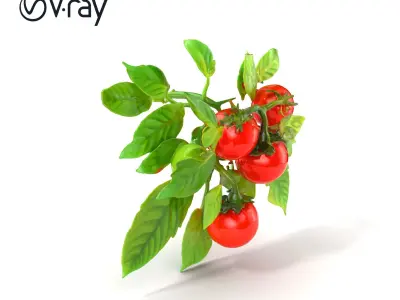 Tomato Plant Detailed Texture model pack Low-poly 3D model