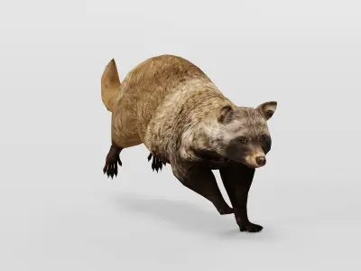 Common Raccoon Dog Animal Low-poly 3D model