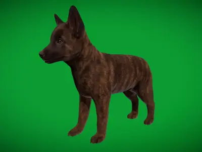 Dutch Shepherd Puppy Dog Low-poly 3D model