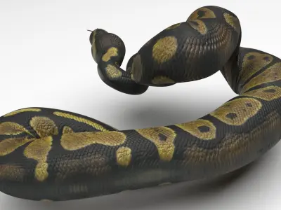 Chocolate Ball Python Snake 3D model