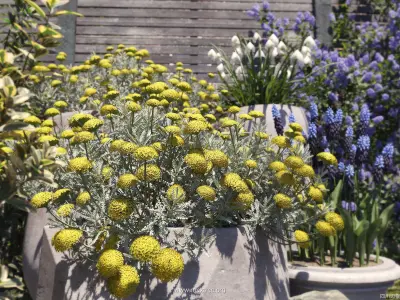 Maxtree Plant Models Vol 84 - Mesh 3D model