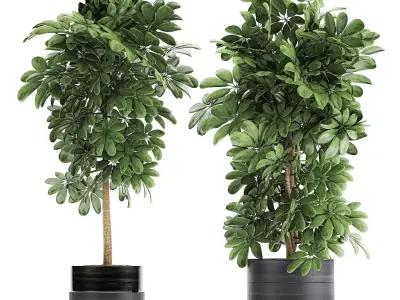 Decorative Schefflera in flowerpots 763 3D model