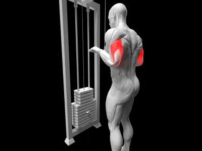 Triceps Exercise Pack - Cable Extension - French Press 3D model
