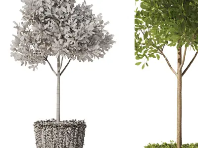 Olive With Ivy Plant Set1 3D model