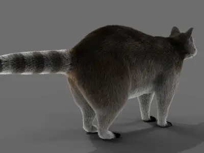 Fur Raccoon Grey NO Rigged in Blender Low-poly 3D model