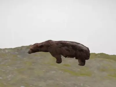 Grizzly Bear 3D Model 3D model