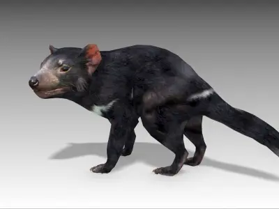 Tasmanian Devil Low-poly 3D model
