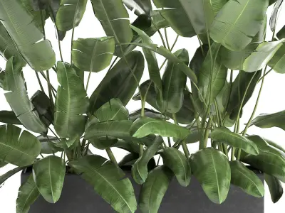 Banana bush in a pot for the interior 866 3D model