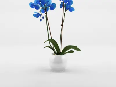 Collection of Phalaenopsis Houseplant - 12 Models