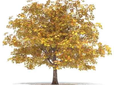 Maple Autumn yellow 3D model