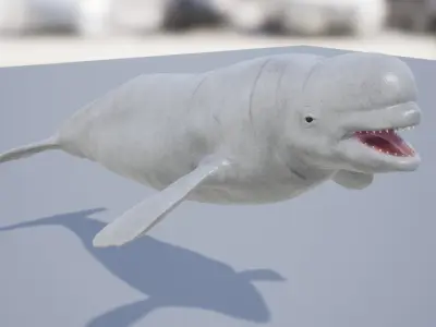 Whales Pack Low-poly 3D model