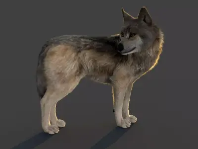 Wolf Xgen 3D model