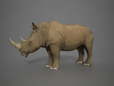 African Rhinoceros Low-poly 3D model