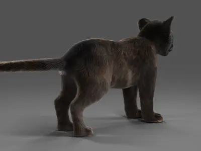 3D Fur Baby Black Panther NO Rigged in Blender Low-poly 3D model