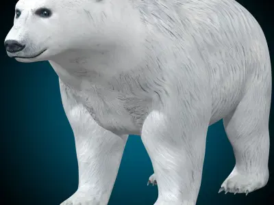 Polar Bear 3D model
