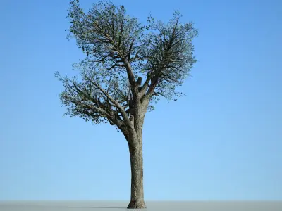 Broadleaf 004 Low-poly 3D model