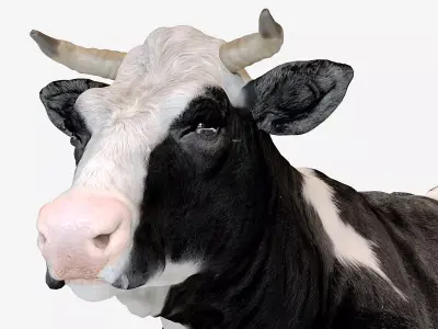 Dairy cow Low-poly 3D model buy