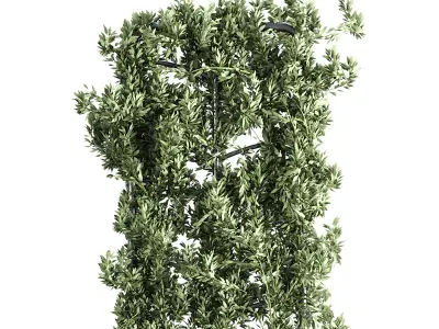 Botanical Planter 3D model