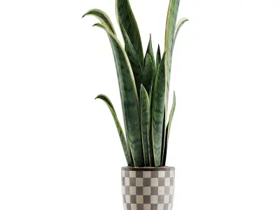Plants Collection 44 3D model