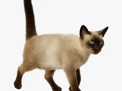 Cat Siamese Rigged Animated 3D model