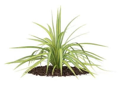 Yellow Yucca Plant Yucca arkansana 3D model