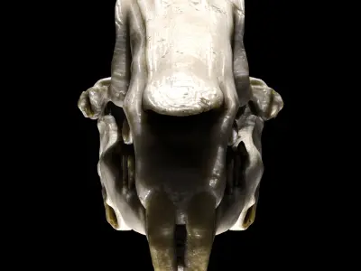Rabbit Skull Low-poly 3D model