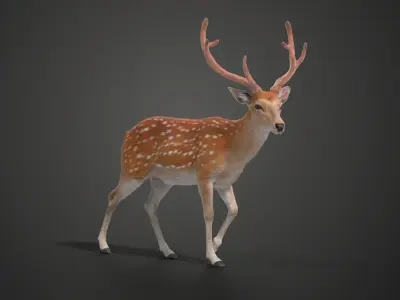 Male Sika Deer VFX Grace 3D model