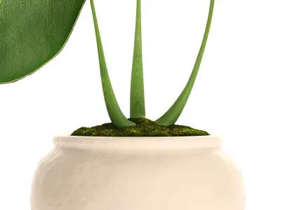 Tropical plant in pot 2 3D model