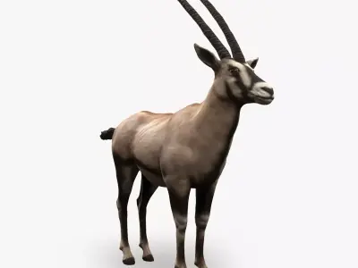 Oryx Antelope Low Poly  Low-poly 3D model
