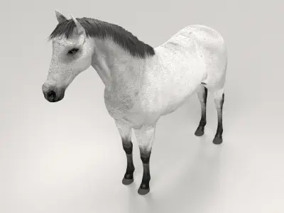 Gray Horse 3D model