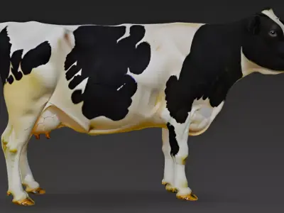Holstein Cow 3D Model 3D model
