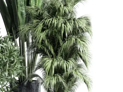 indoor plant ficus rubbery monstera palm binnendijkii concrete 3D model