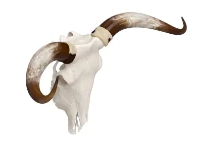 Cattle Cow Skull and Horns 3D model