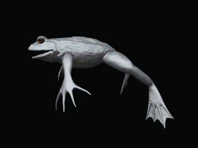 a Frog highpoly model 3D model