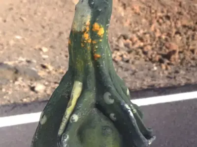 decoration pumpkin green with photogrammetry Free low-poly 3D model