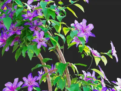 Clematis on trellis 3D model