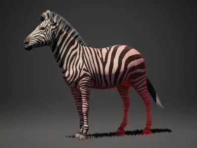 Zebra Rigged 3D model